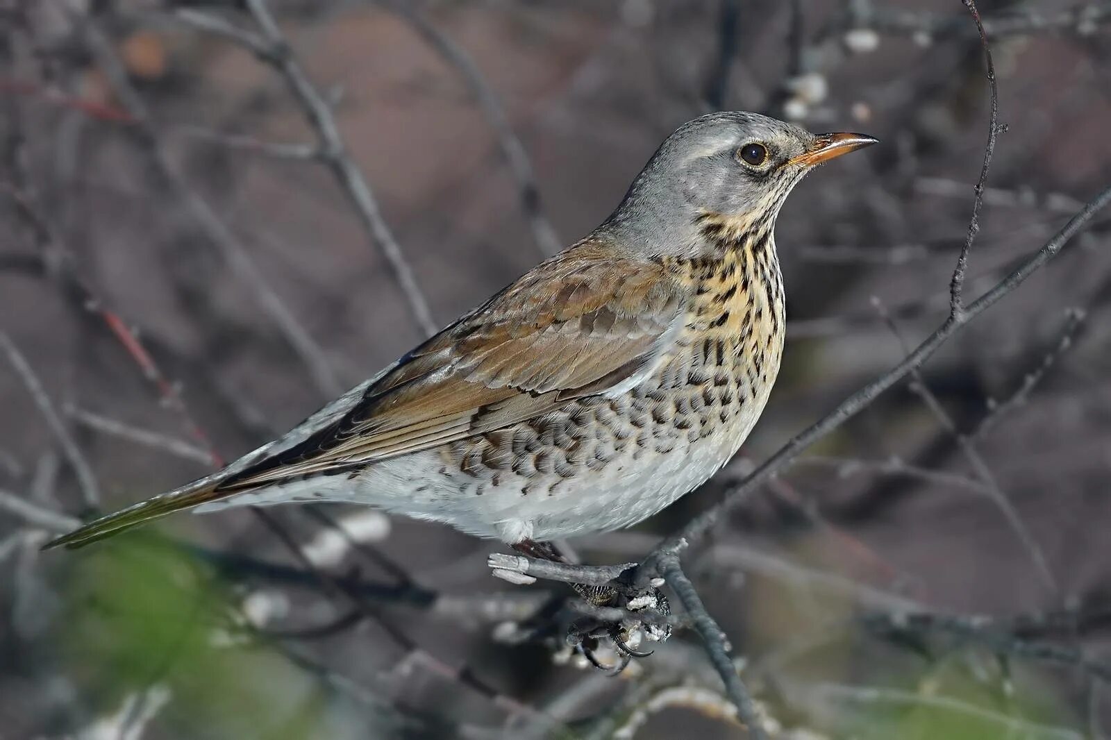 Птица дрозд фото и описание Рябинник (Turdus pilaris). Птицы Сибири.