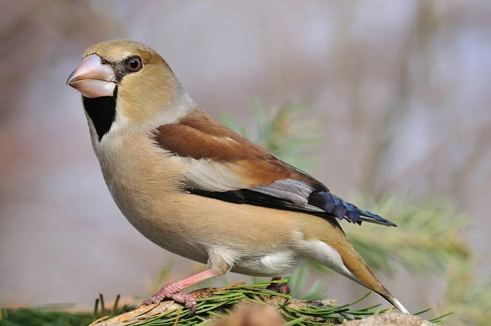 Птица дубонос фото и описание где обитает Дубонос обыкновенный (Coccothraustes coccothraustes) Birds, Bird, Animals