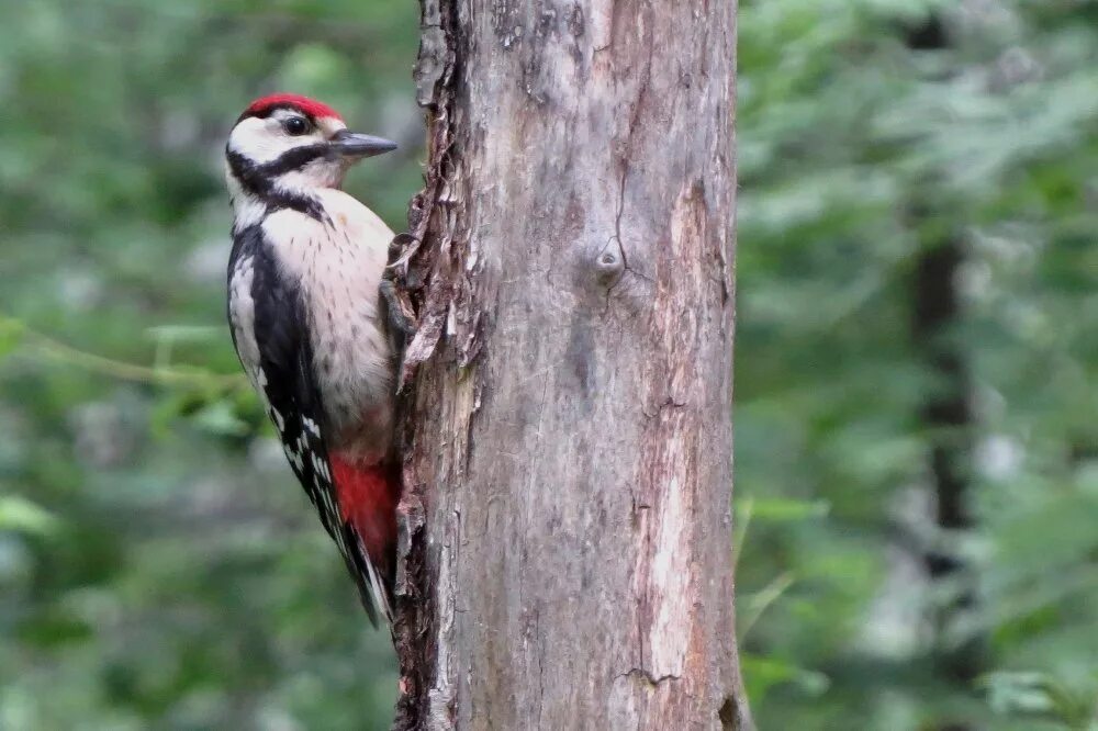 Птица дятел фото и описание Great Spotted Woodpecker (Dendrocopos major). Birds of Siberia.