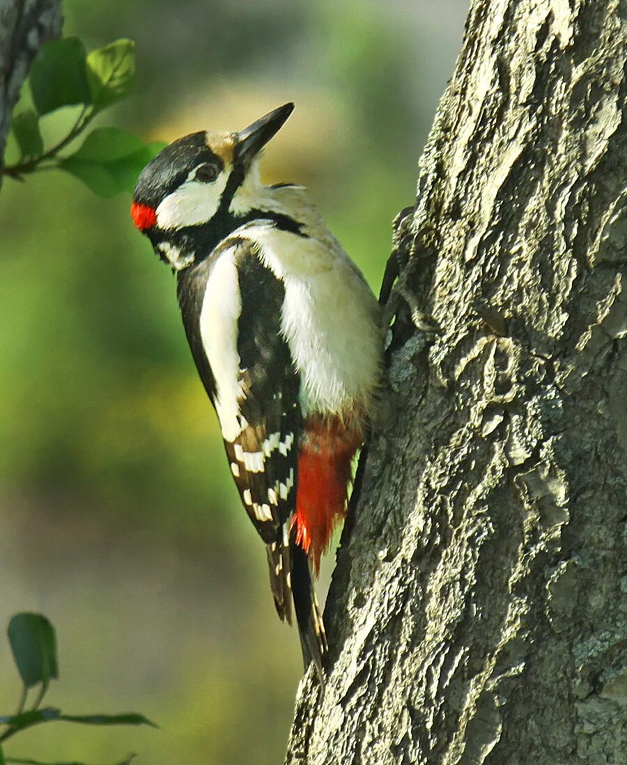 Птица дятел фото и описание Great Spotted Woodpecker (Dendrocopos major). Birds of Siberia.