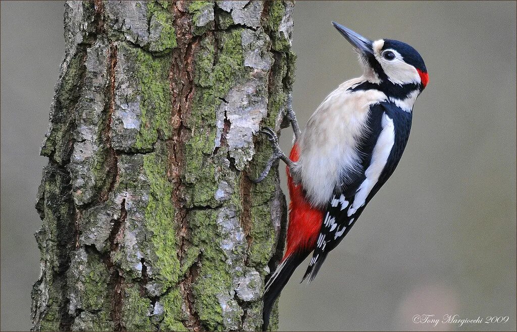 Птица дятел фото и описание Greater Spotted Woodpecker (Dendrocopus major).jpg Flickr