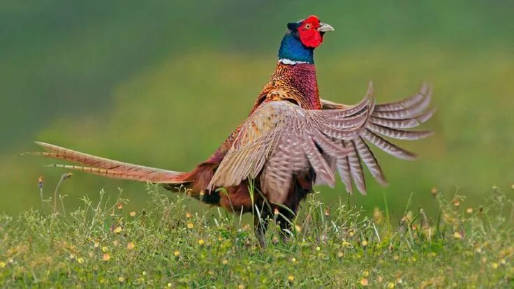 Птица фазан фото и описание Ring Necked Pheasant Male (phasianus Colchicus) Is A Bird In The ... Fazant, Die