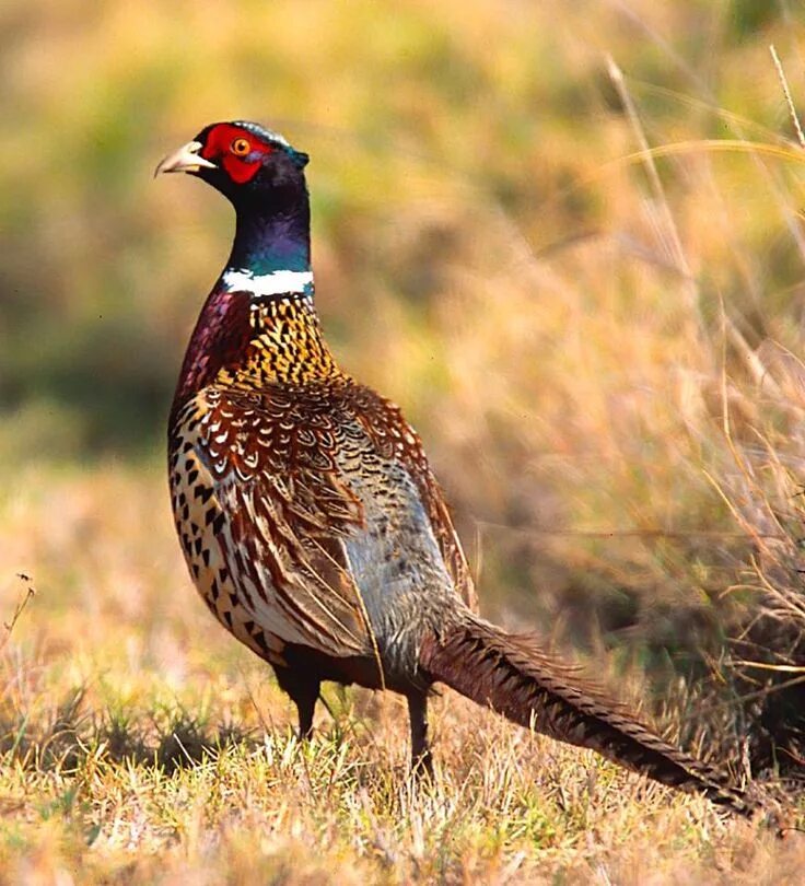 Птица фазан фото и описание Pin on Pheasants Bird hunting, Quail hunting, Hunting dogs