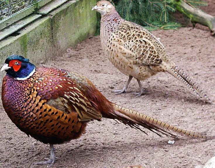 Птица фазан фото и описание Ring-Necked Pheasant (Phasianus Colchicus) Common pheasant, World birds, Beautif