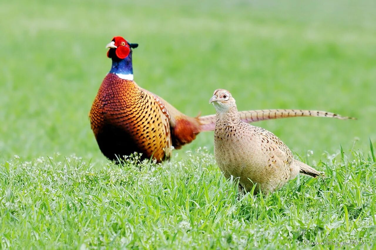 Птица фазан фото и описание Фазан (лат. Phasianus colchicus)