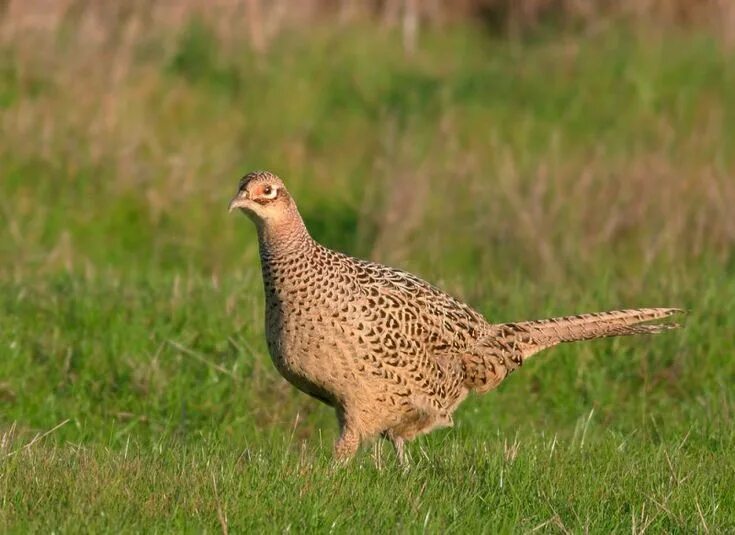 Птица фазан самка самец фото Ring-necked Pheasant, female by Tom Grey Pet birds, Pheasant, Pheasant female