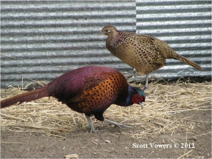 Птица фазан самка самец фото Southern Caucasus Pheasant (Phasianus colchicus colchicus) a Black-necked Pheasa