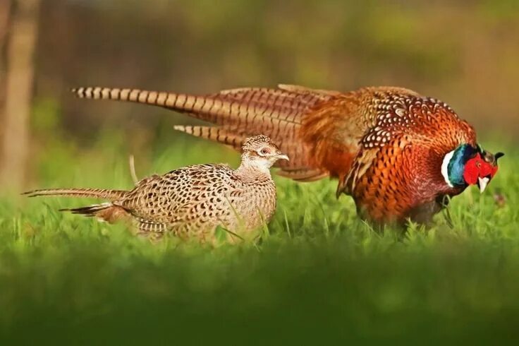 Птица фазан самка самец фото Ringneck Pheasant Chicks for Sale Cackle Hatchery ® Pheasant, Chicks for sale, R