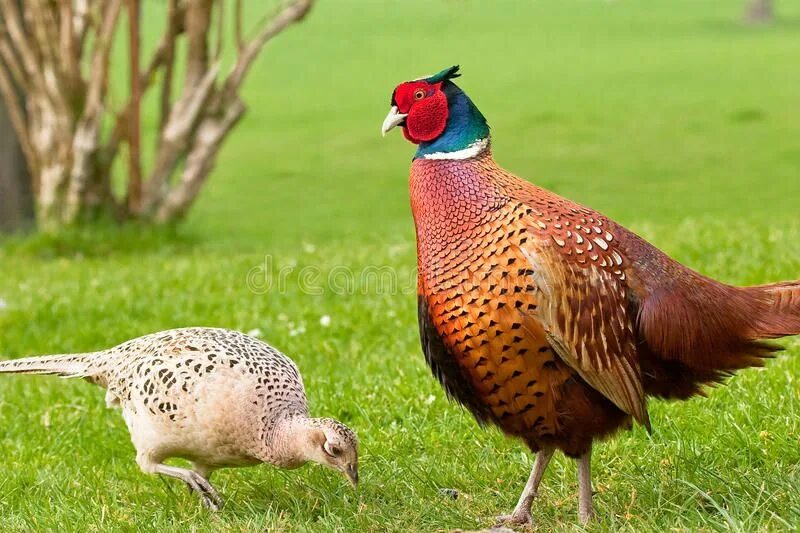 Птица фазан самка самец фото Male and Female Pheasant. Male pheasant admiring pecking female , #Ad, #Pheasant