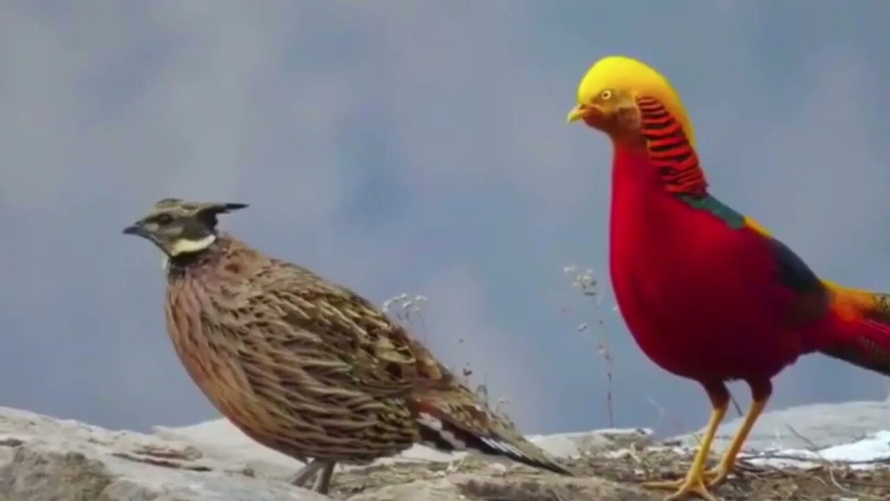 Птица фазан самка самец фото الفزان الذهبي- الدراج الذهبي Golden Pheasant - YouTube