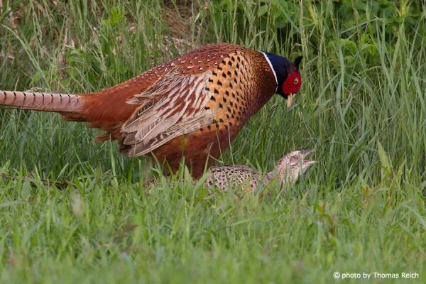 Птица фазан самка самец фото Image, Stock Photo Common Pheasant mating Thomas Reich, bilderreich