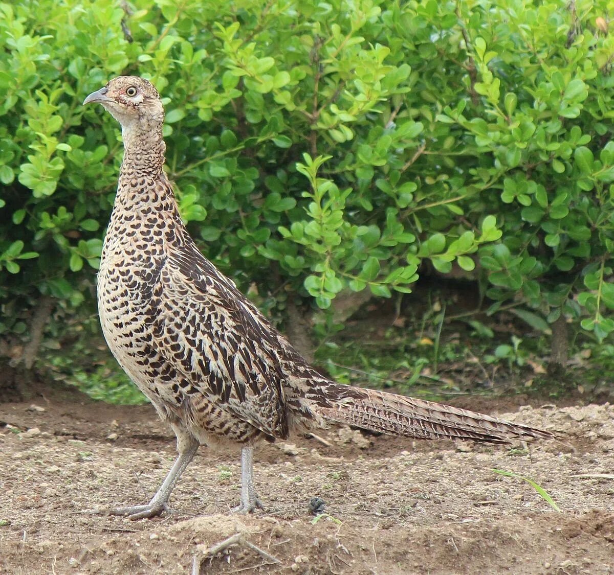 Птица фазан самка самец фото File:Phasianus versicolor female.JPG - Wikipedia