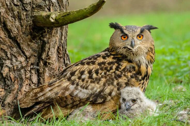 Птица филин фото и описание Fine Art Nature Photography Eurasian eagle owl, Owl, Barn owl