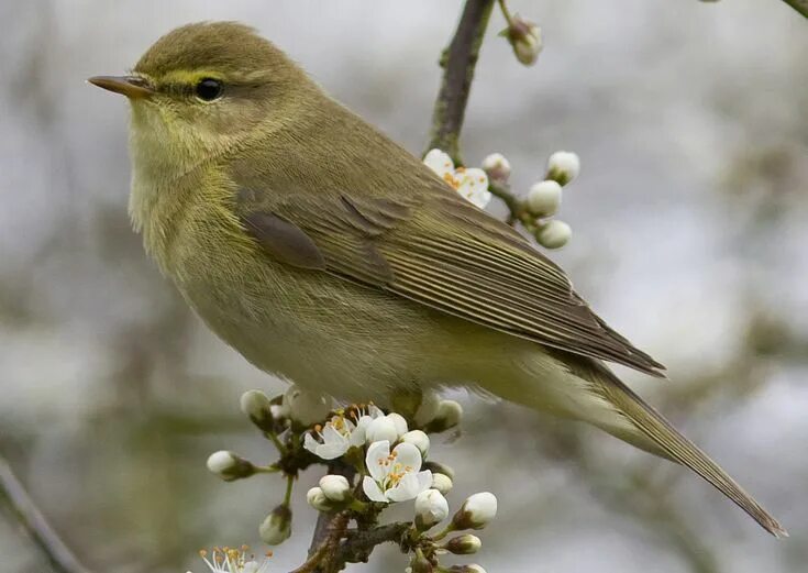 Птица фото и описание размер Willow Warbler, Phylloscopus trochilus Willow warbler, Animal of scotland, Beaut