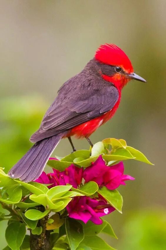 Птица фото картинки для детей vermilion flycatcher or common vermilion flycatcher (Pyrocephalus obscurus) Beau