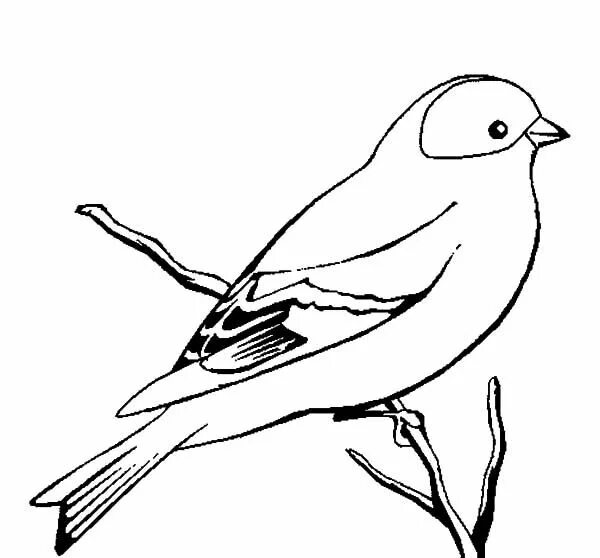 Птица фото раскраска Wild Canary Bird Coloring Pages Best Place to Color Bird coloring pages, Canary 