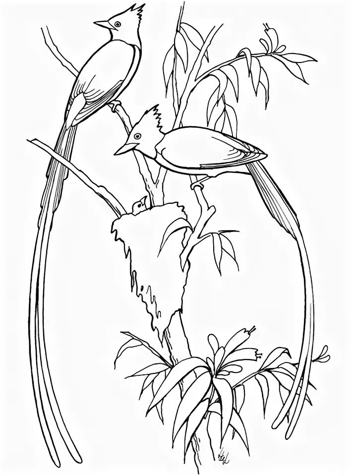 Птица фото раскраска Flycatcher Birds coloring page - Best Draws