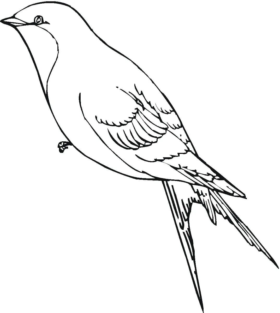 blue bird coloring page - Google Search Bird coloring pages, Bird drawings, Bird