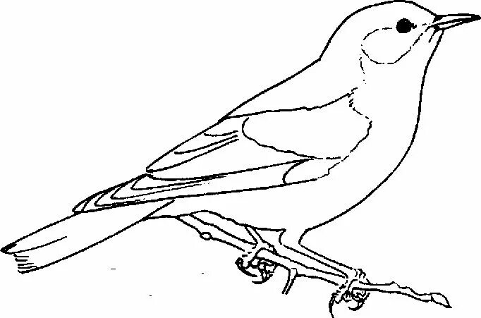 Птица фото раскраска free Bluebird coloring page Pajaros para colorear, Páginas para colorear, Dibujo