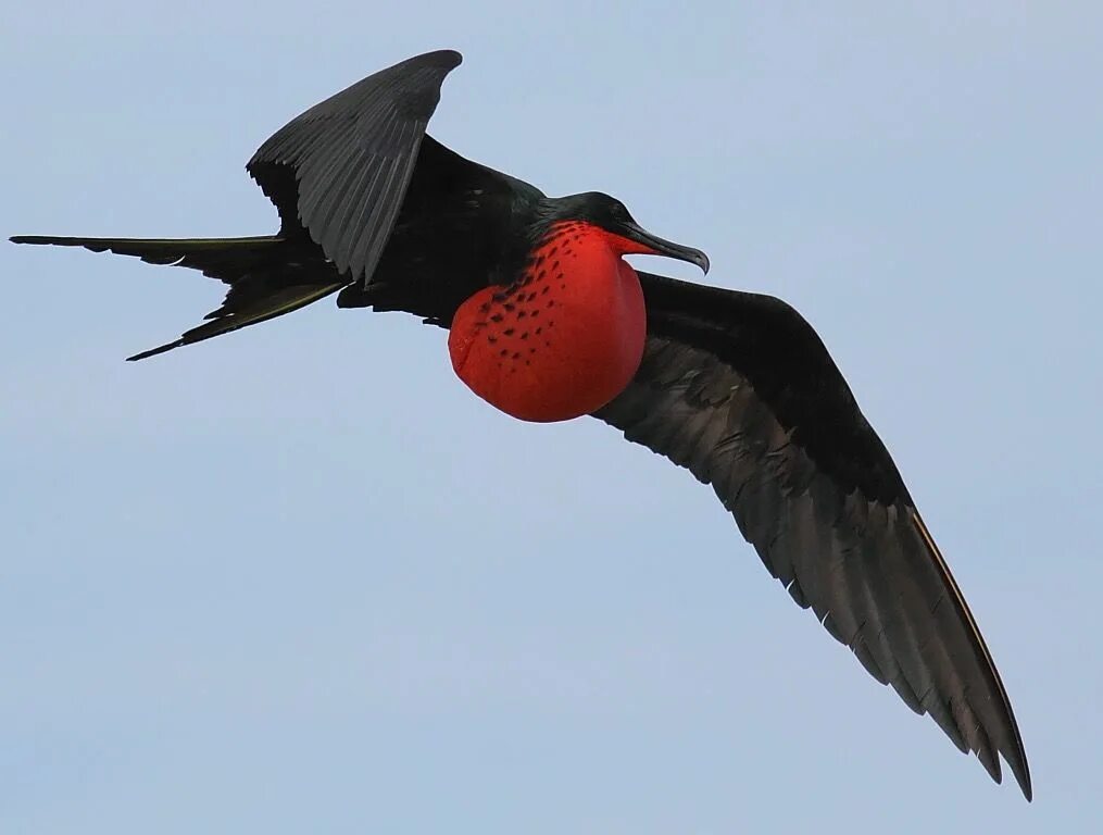 Птица фрегат фото Frigatebird Bird The frigatebirds are a family of seabirds. They have long wings