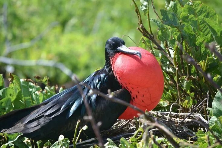 Птица фрегат фото Pin di Phyllis Johansen su Galpagos