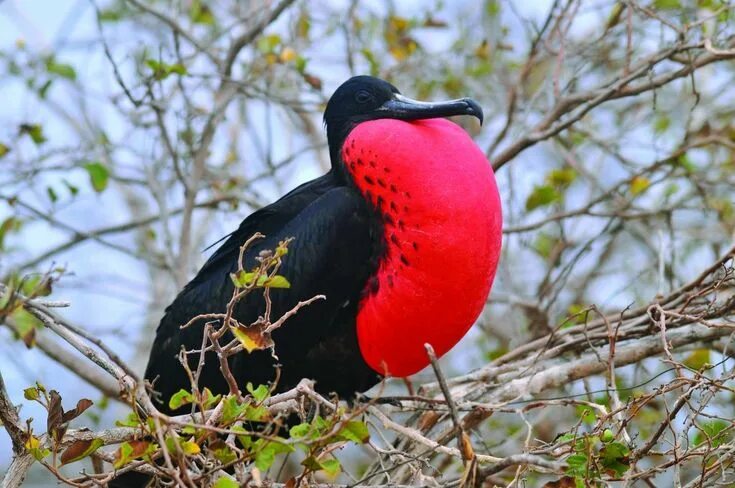 Птица фрегат фото Las fragatas, aves que pesan entre 1 y 1,8 kilos y que son capaces de volar, sin