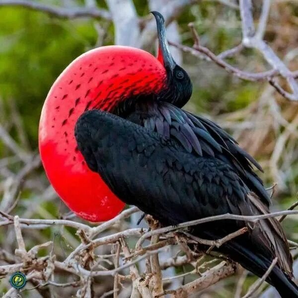 Птица фрегат фото These 28 Cool-Looking Animals Have Won The Genetic Lottery Animals, Frigatebird,