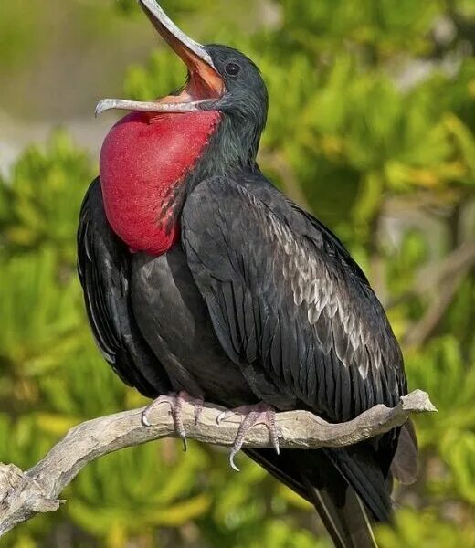 Птица фрегат фото Birds Friends of Midway Atoll