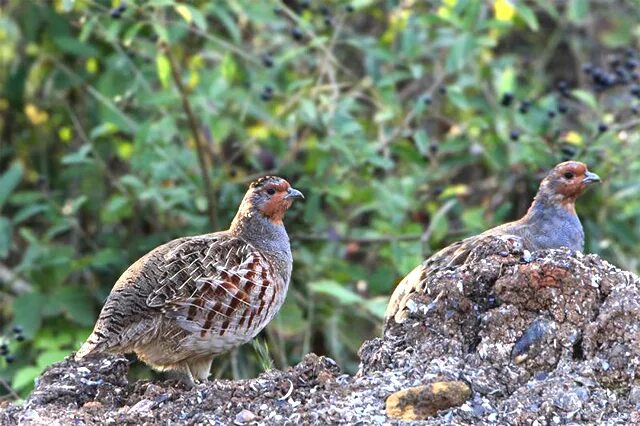 Daurian Partridge (Perdix dauurica). Birds of Siberia.