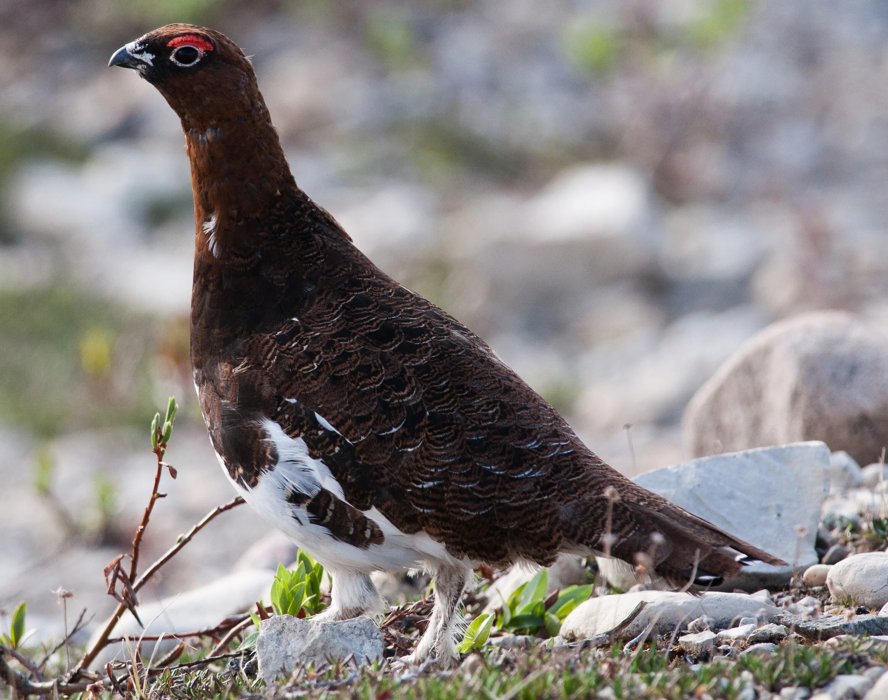 Птица фрейара ежевичные куропатки фото File:Willow Ptarmigan (7458260016) (cropped).jpg - Wikimedia Commons