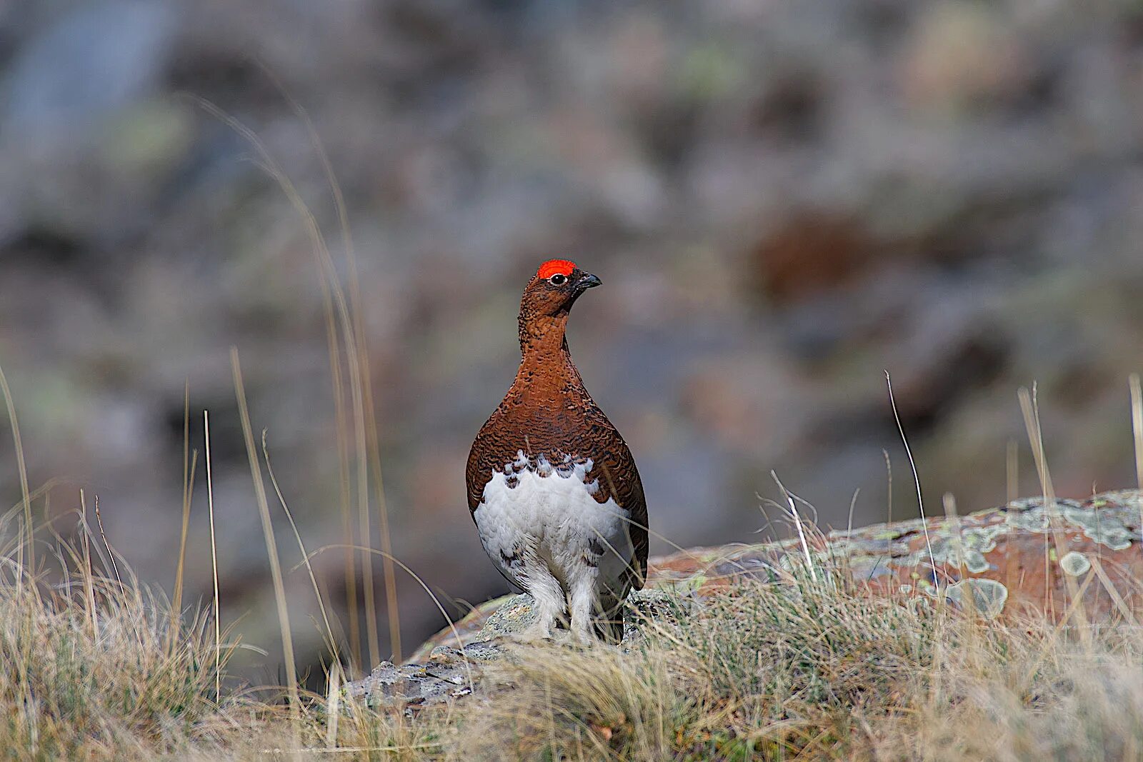 Птица фрейара ежевичные куропатки фото Willow Ptarmigan (Lagopus lagopus). Birds of Siberia.