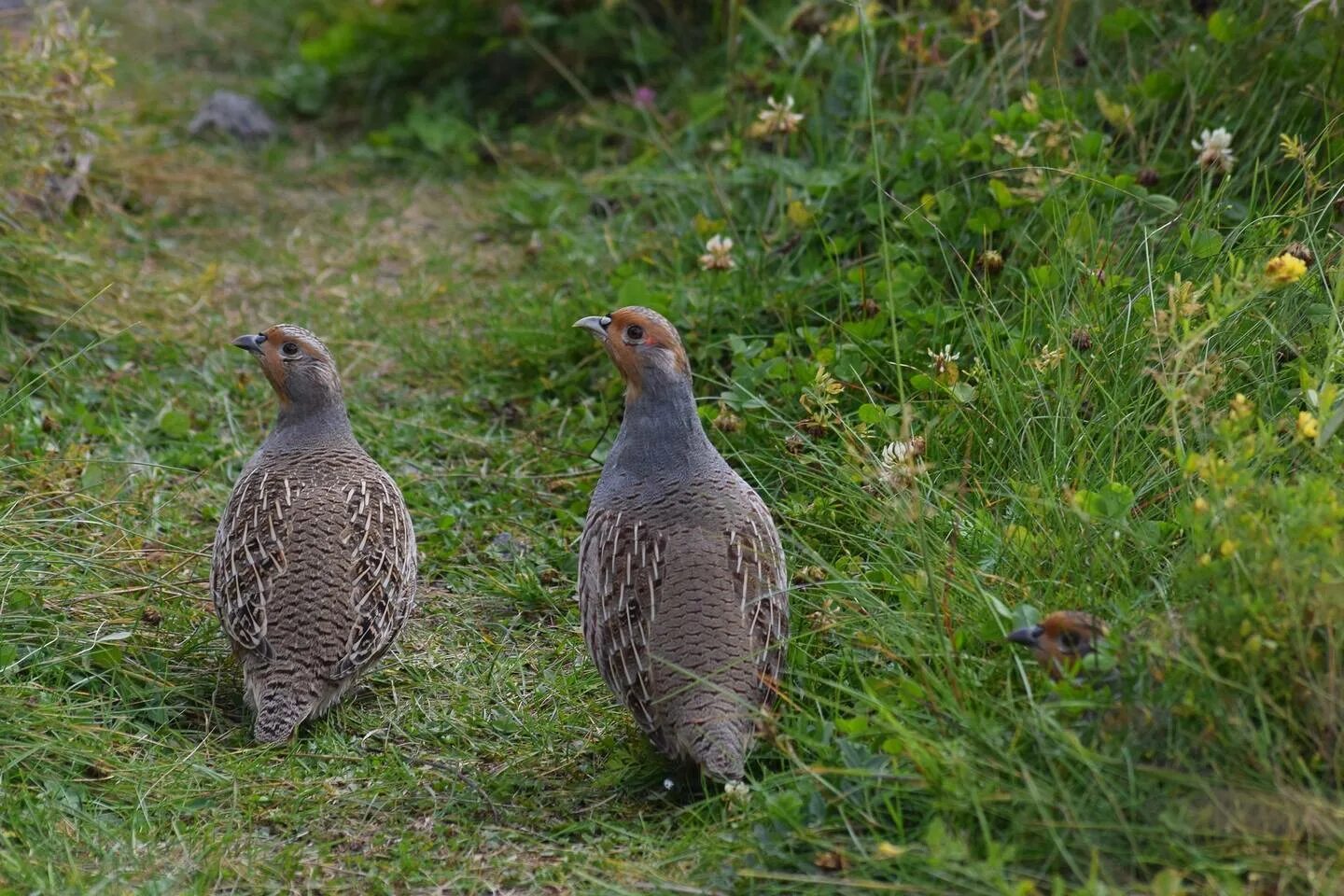 Птица фрейара ежевичные куропатки фото Daurian Partridge (Perdix dauurica). Birds of Siberia.