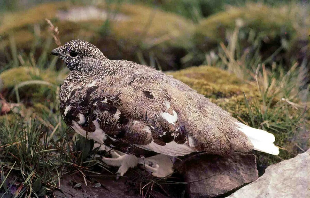 Птица фрейара ежевичные куропатки фото White-tailed ptarmigan - Wikipedia