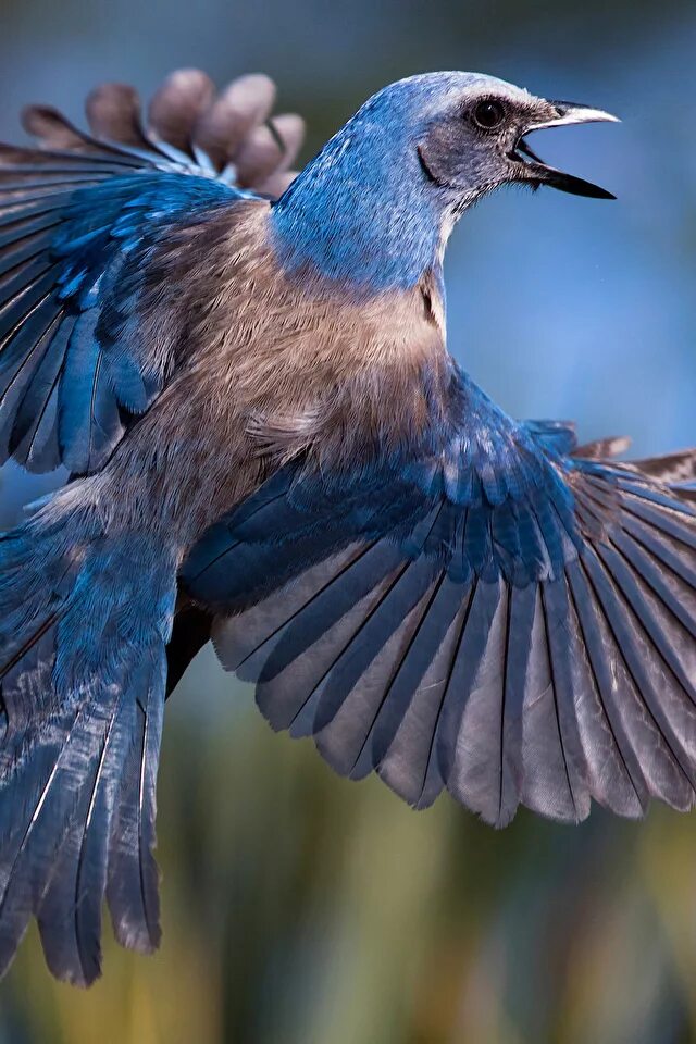 Птица фрейара фото Фото Птицы Крылья Florida scrub jay Полет животное 640x960