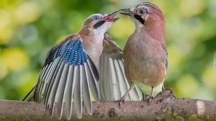 Птица фрейара фото Sójka zwyczajna Cute birds, Beautiful birds, Love pictures