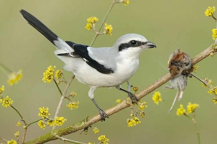 Птица фрейара фото Great Grey Shrike (Lanius excubitor) Bird, Birds, Black and white birds