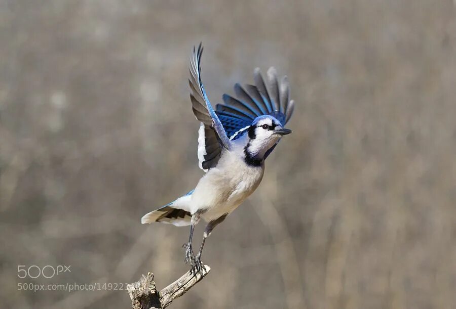 Птица фрейара фото open wings by SandyThompson via http://ift.tt/1Wu2a8M Open wings, Animals, Blue 