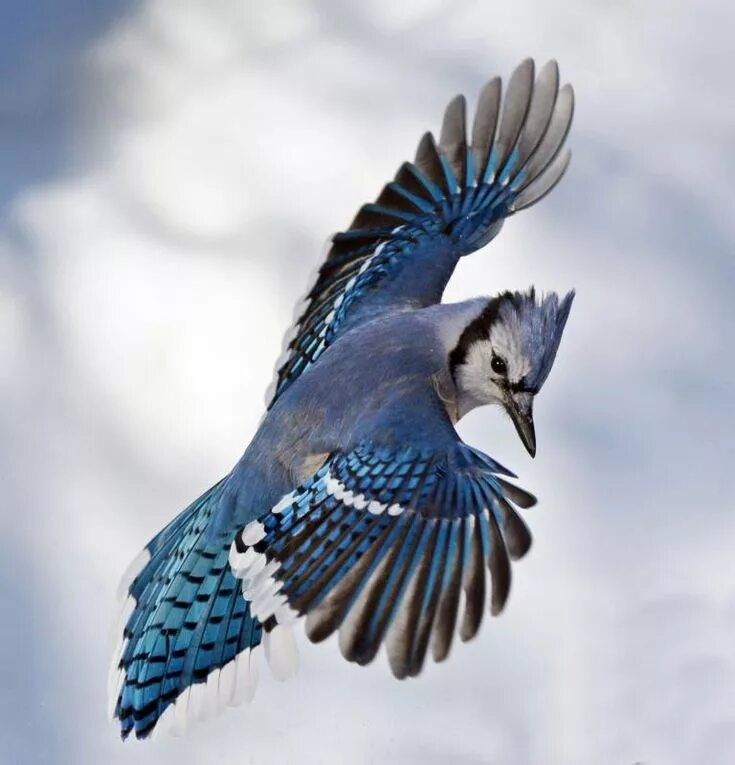 Птица фрейара фото 42 of World's Most Radiant Animals Blue jay bird, Blue jay, Bird drawings