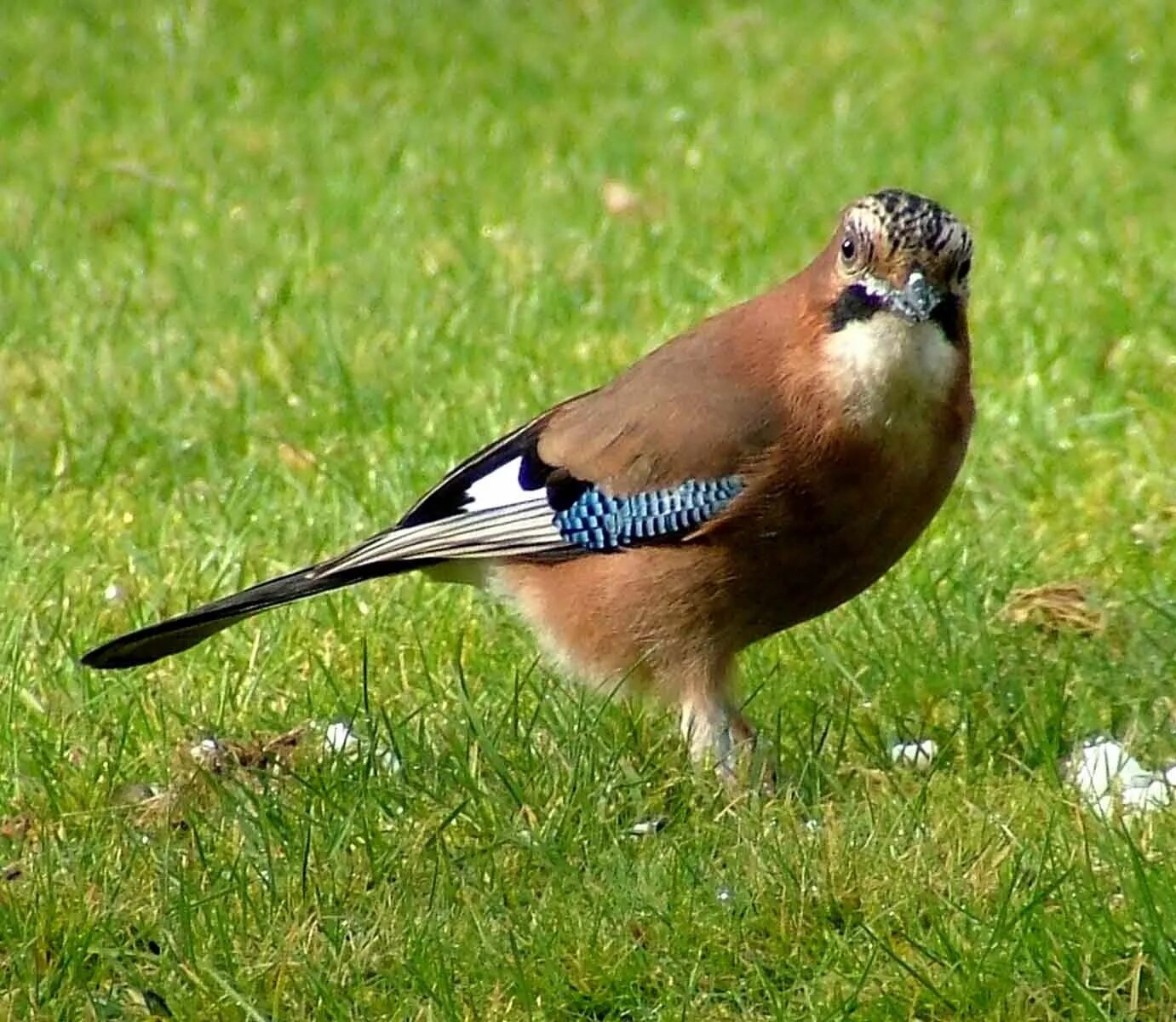 Птица фрейара фото Jay (Jerry Cassidy) Wildlife, Blue jay, Animals