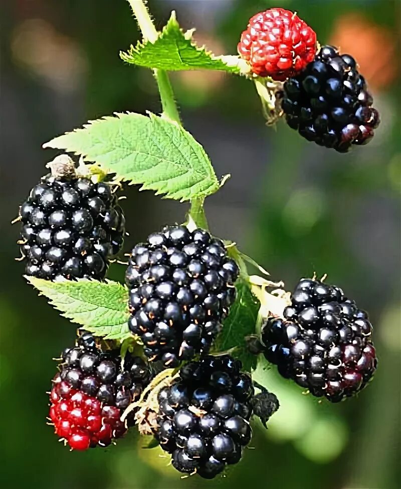 Blackbird Eating a Blackberry Stock Image - Image of blackbird, feeding: 1011650