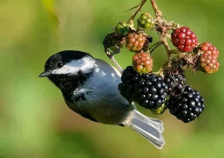 Птица фрейара фото ежевичные Sociedad de Argentina Horticultura Wild birds, Chickadee photography, Pet birds