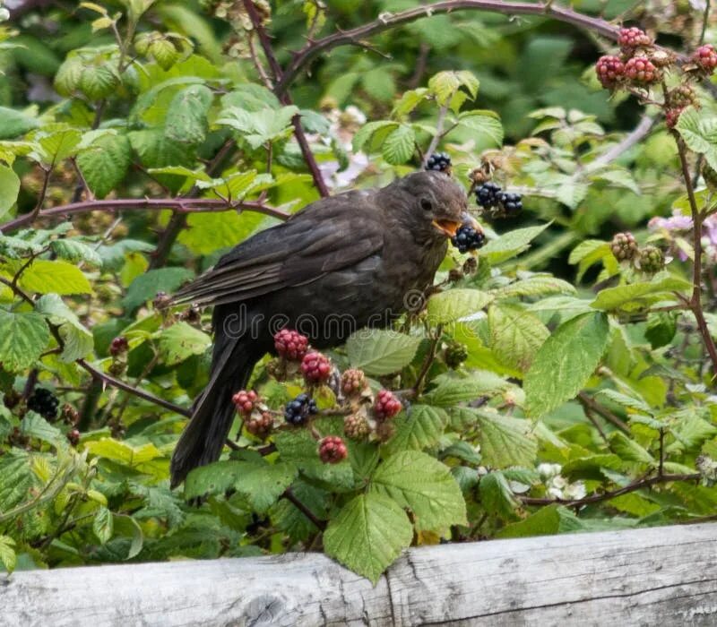 Птица фрейара фото ежевичные Blackbird Eating a Blackberry Stock Image - Image of blackbird, feeding: 1011650