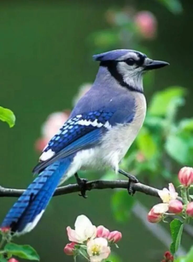 Птица фрейара фото ежевичные птички Пин от пользователя Cheryl Becker на доске Beautiful birds Белоголовый орлан, Го