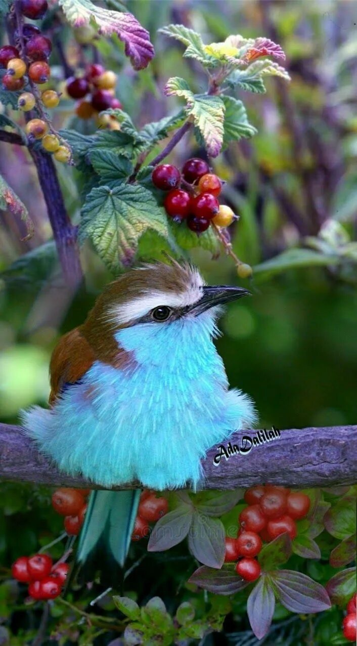 Птица фрейара фото ежевичные птички Beautiful Blue-Breasted Roller Bird From Africa #animals #birds #colorful Beauti