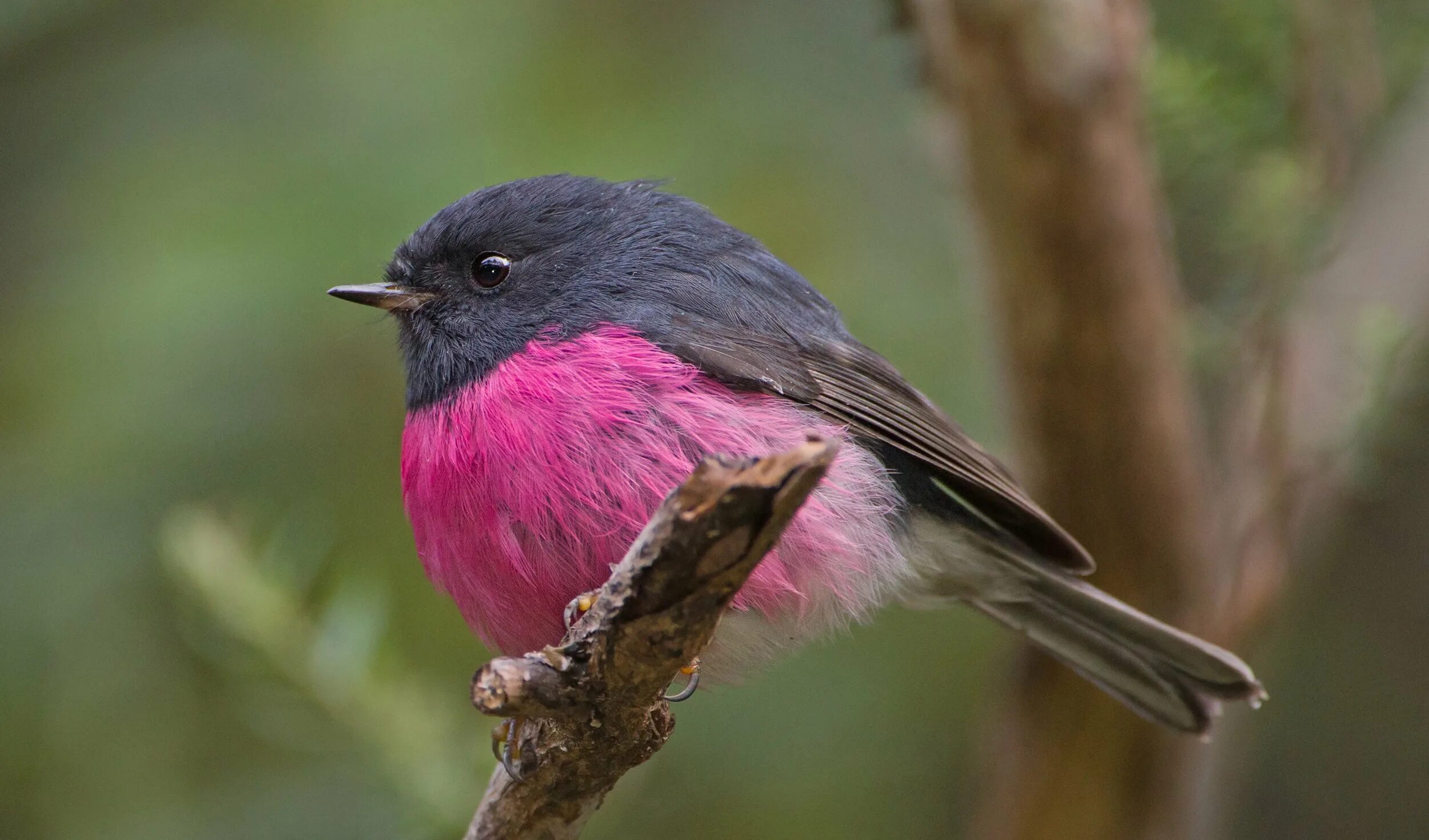 Птица фрейара фото ежевичные птички GALLERY: The colourful robins of central Victoria - Australian Geographic