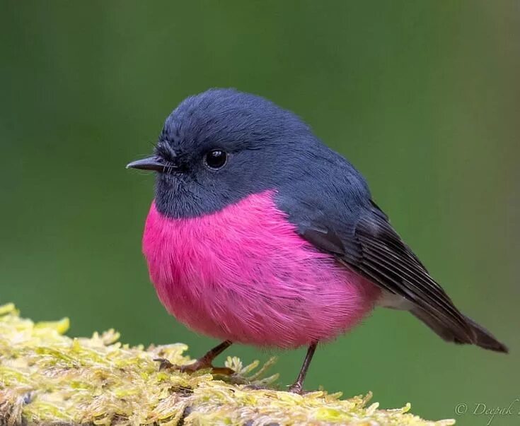 Птица фрейара фото ежевичные птички Featuring Standout Bird Pics on Instagram: "Pink Robin by @karradeepak . . #your