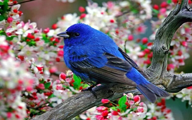 Птица фрейара фото ежевичные птички Blue Bird with Black Wing on Tree Bird wallpaper, Bird, Beautiful birds