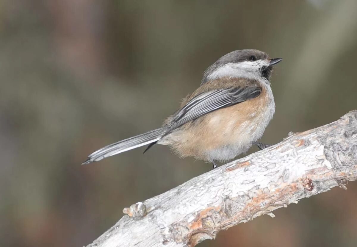 Птица гаечка фото Сероголовая гаичка (Parus cinctus). Птицы Сибири.