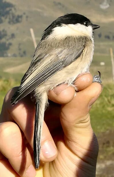 Птица гаечка фото Файл:Parus montanus NRM.jpg - Википедия