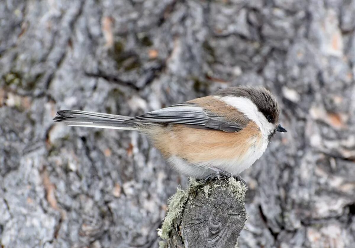 Птица гаечка фото Сероголовая гаичка (Parus cinctus). Птицы Сибири.